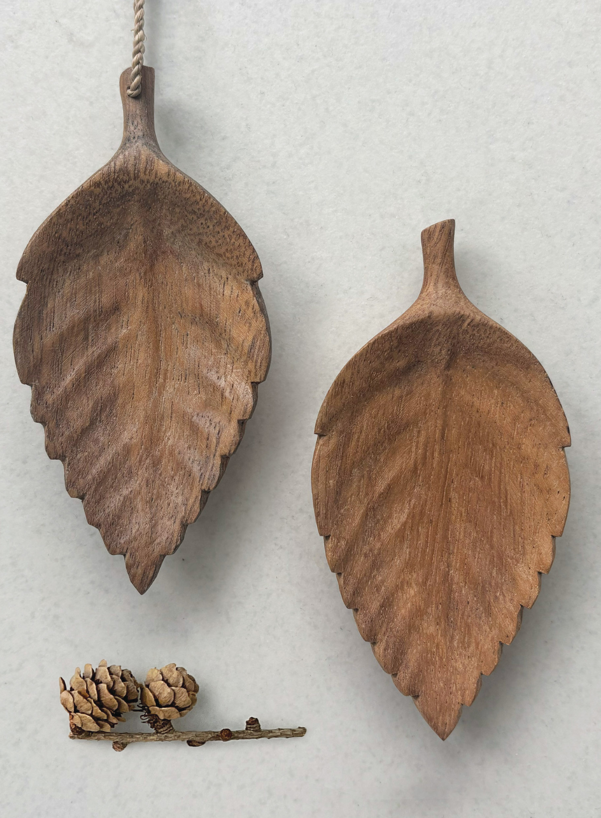 East of India Small leaf flat dish Hornbeam