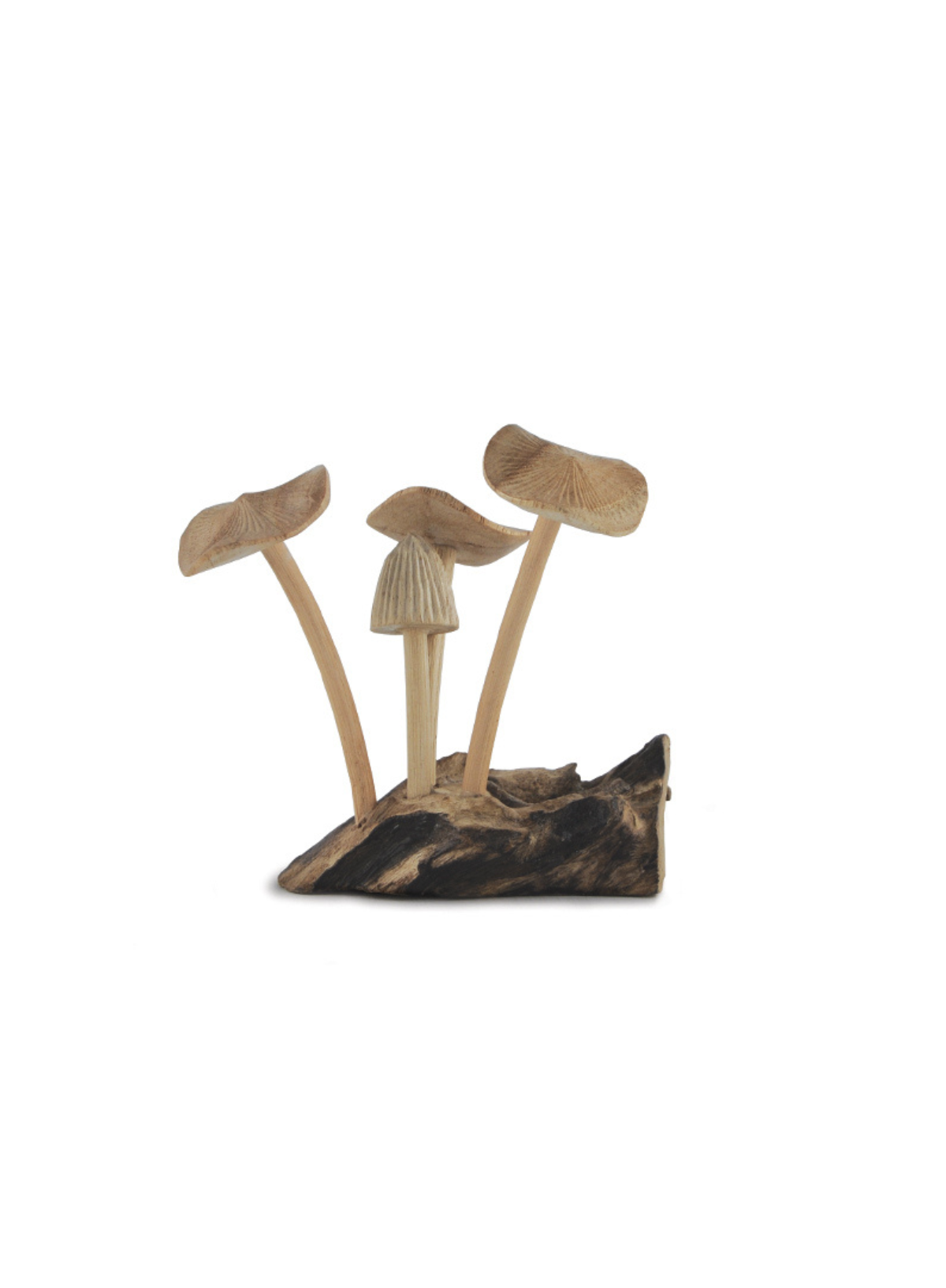 East of India Mushrooms Driftwood base