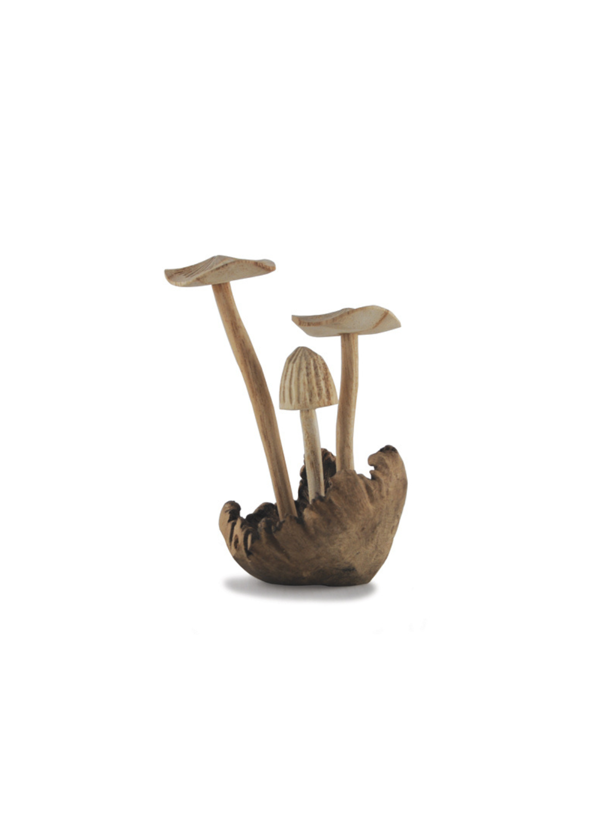 East of India Mushrooms Parasite wood base