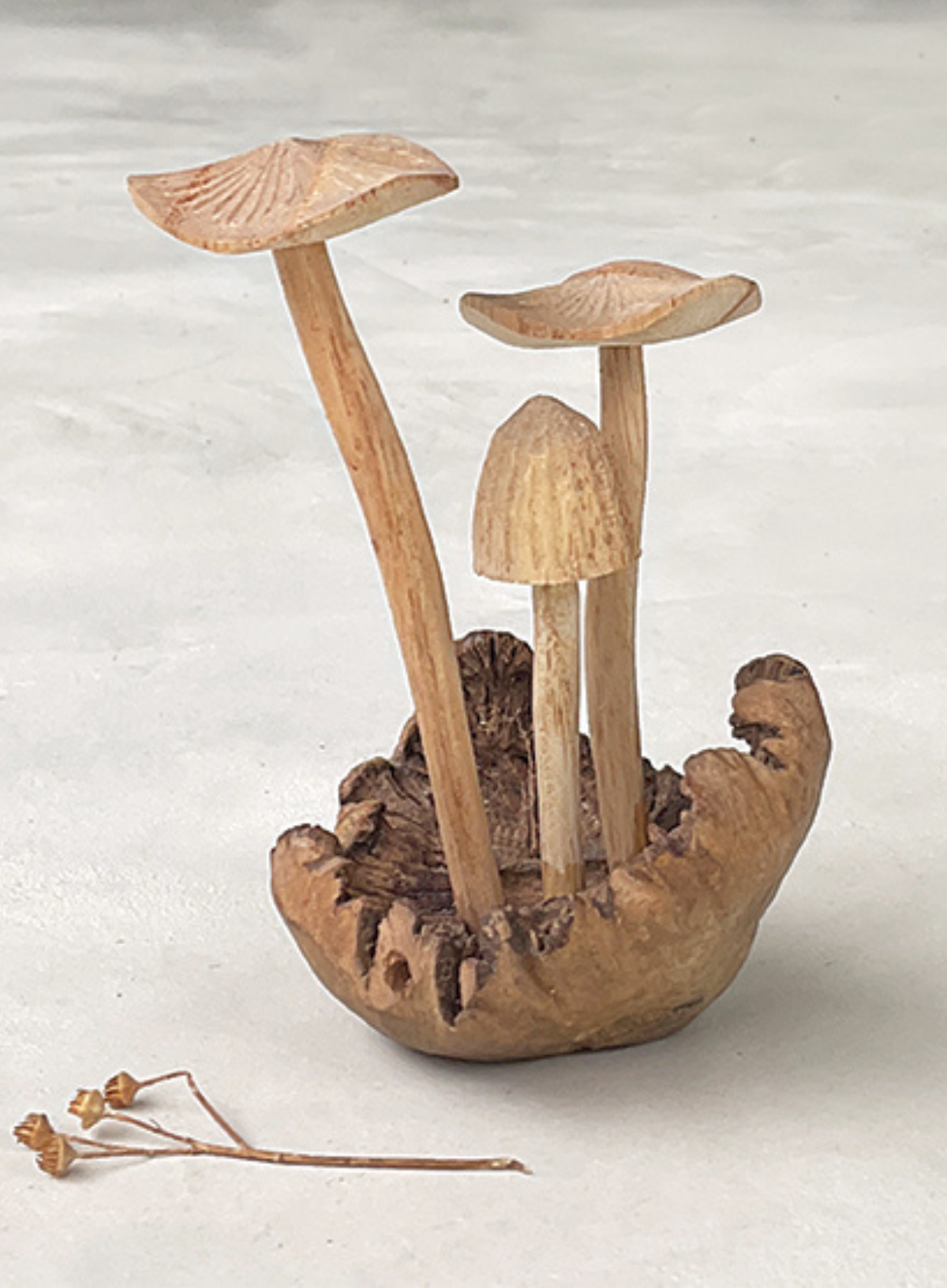 East of India Mushrooms Parasite wood base