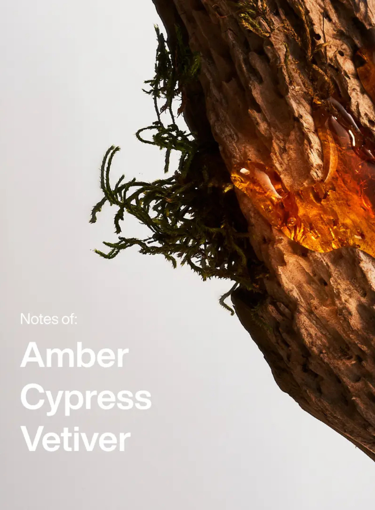 ManCave Amber & Vetiver Eau De Toilette Spray 50ml