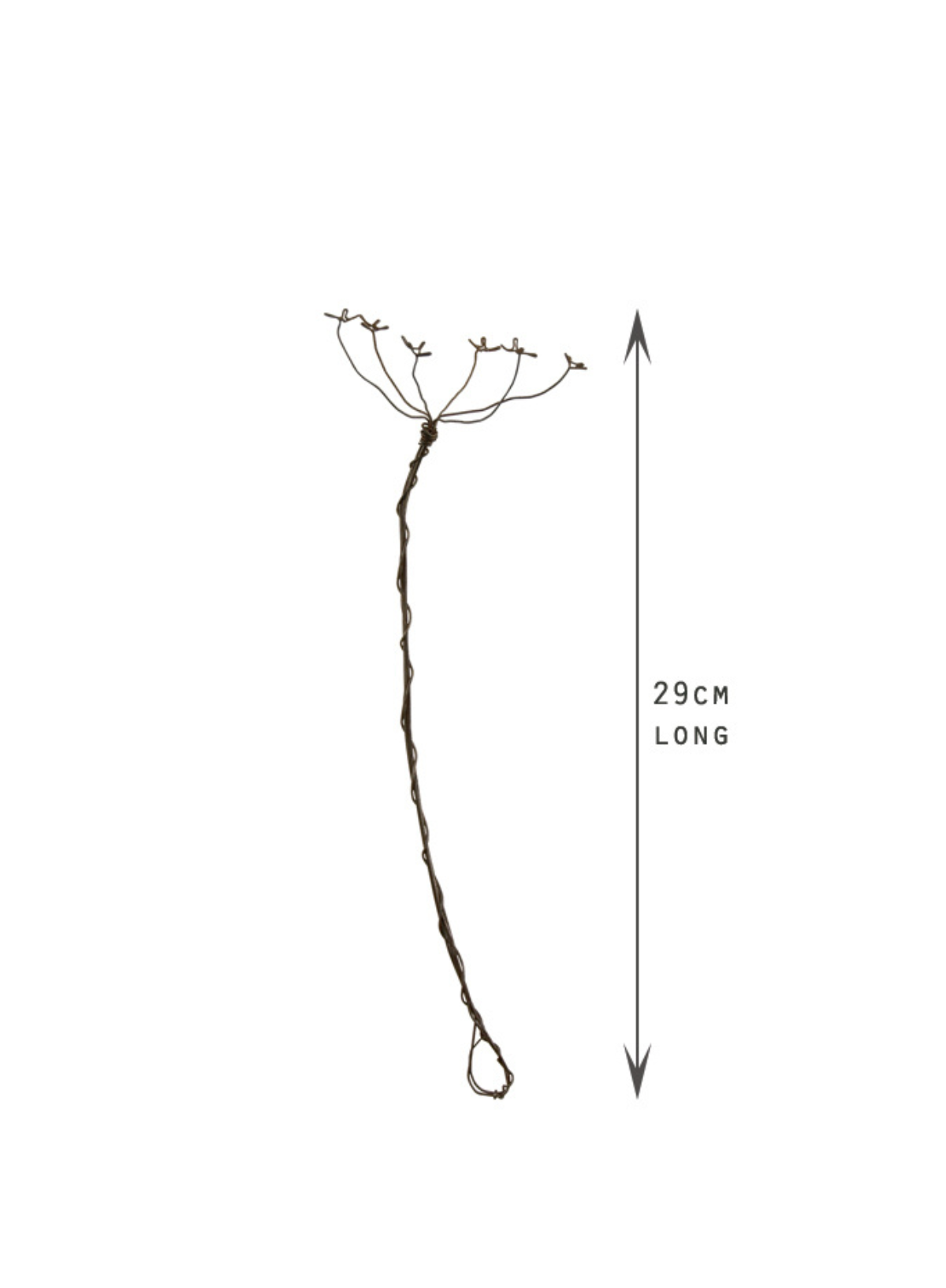 East of India Rusty wire sprig large Cow parsley