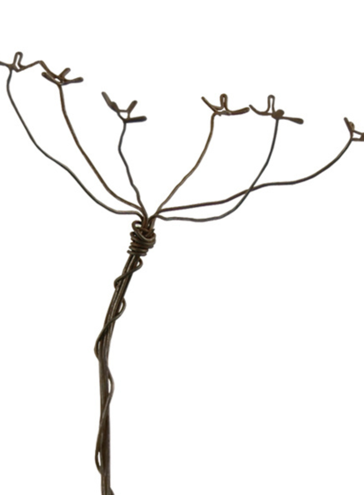 East of India Rusty wire sprig large Cow parsley