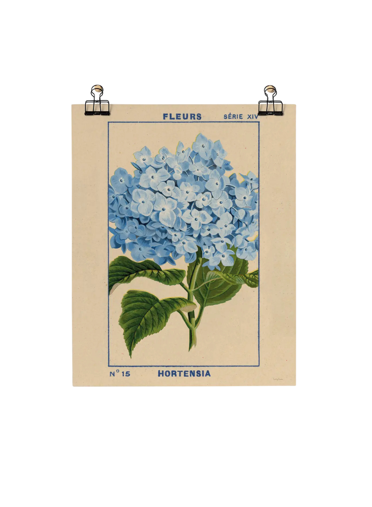 Roomytown Hydrangea Fine Art Print Unframed A3