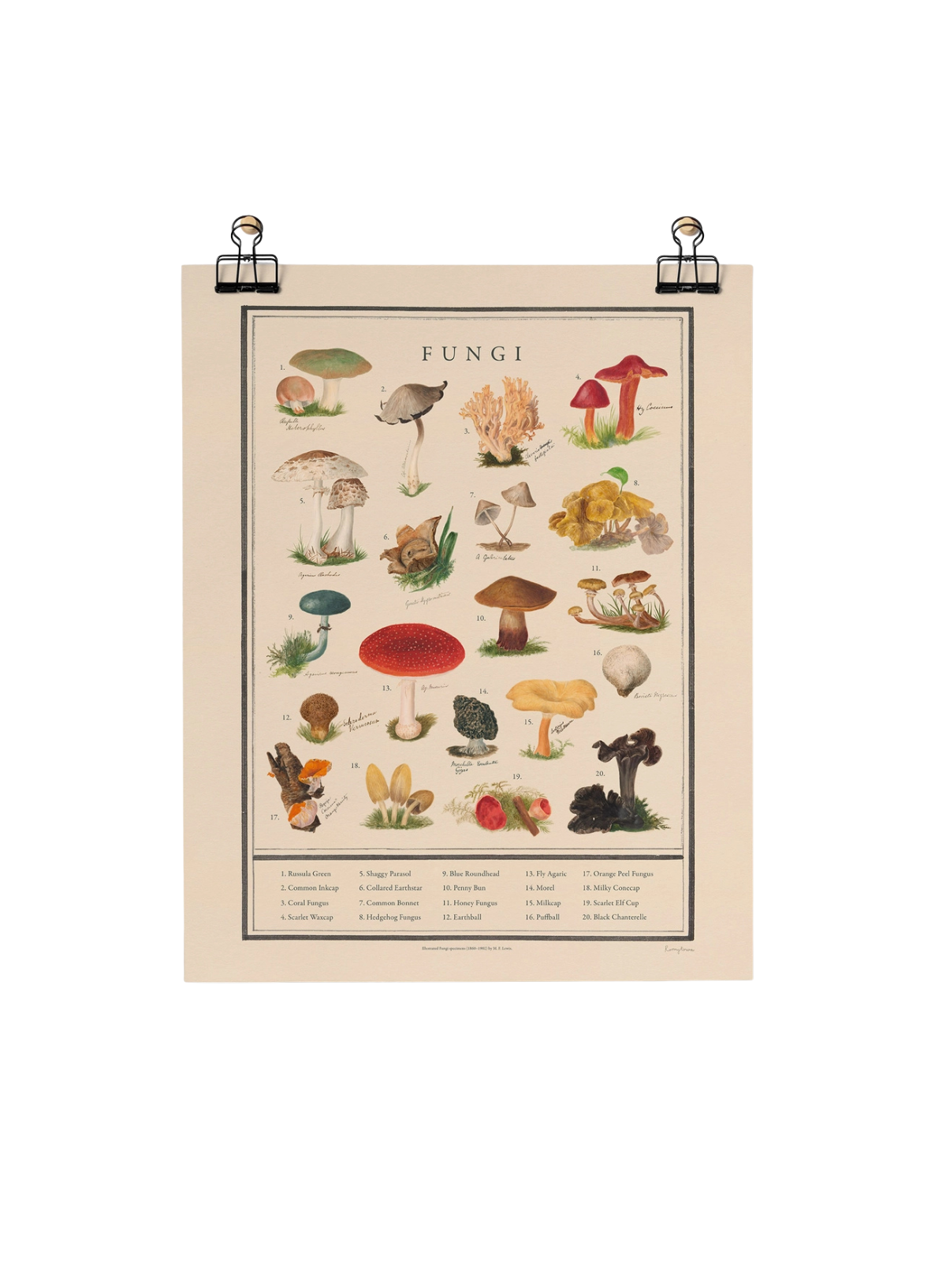 Roomytown Fungi Fine Art Print Unframed A3