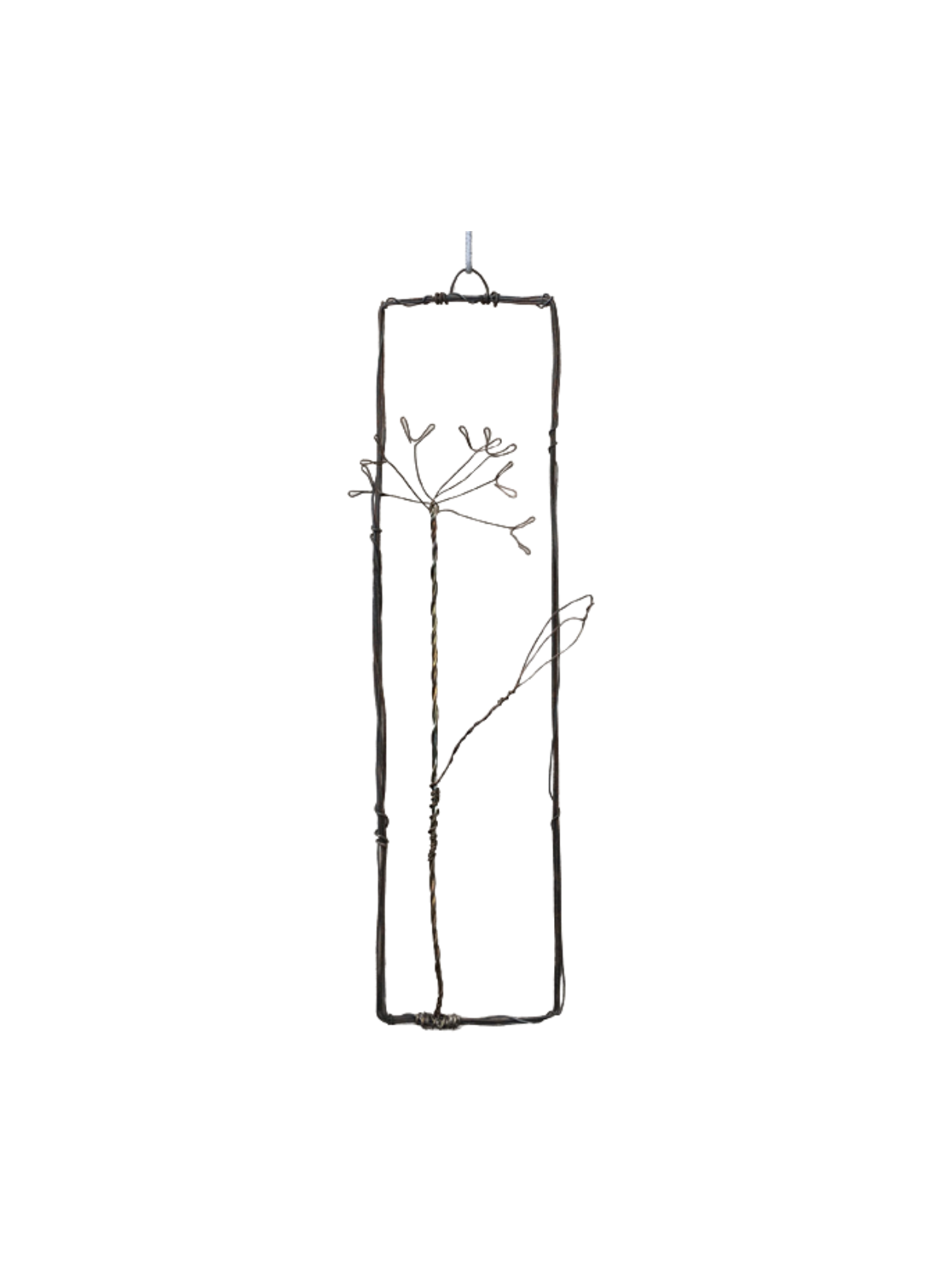 East of India Rusty wire flower picture Cow parsley
