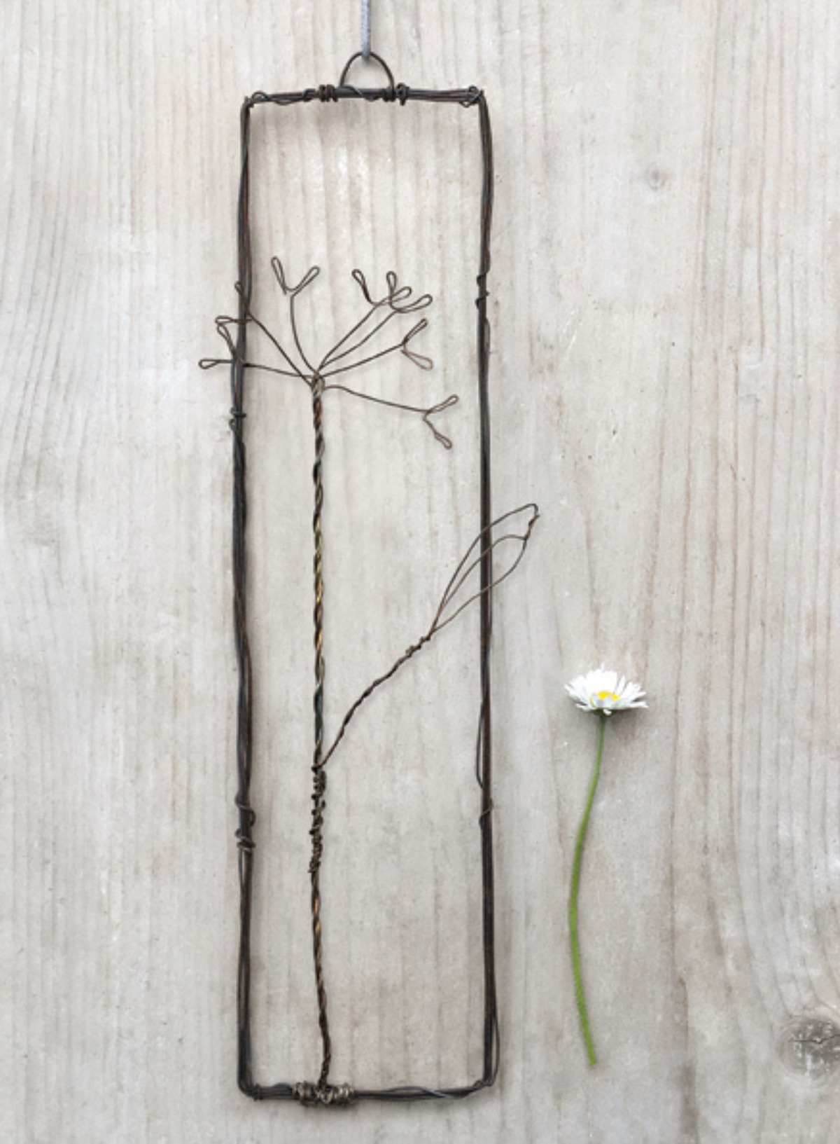 East of India Rusty wire flower picture Cow parsley