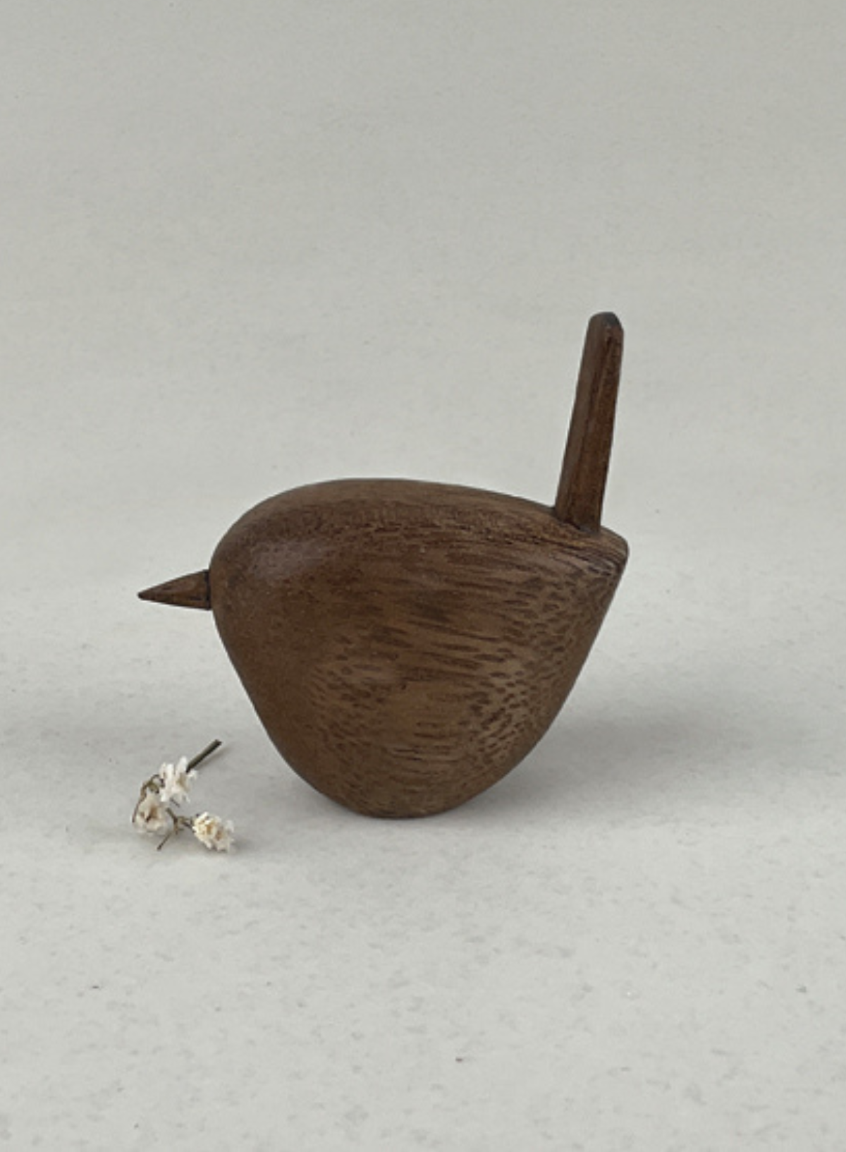 East of India Black Wood Wren