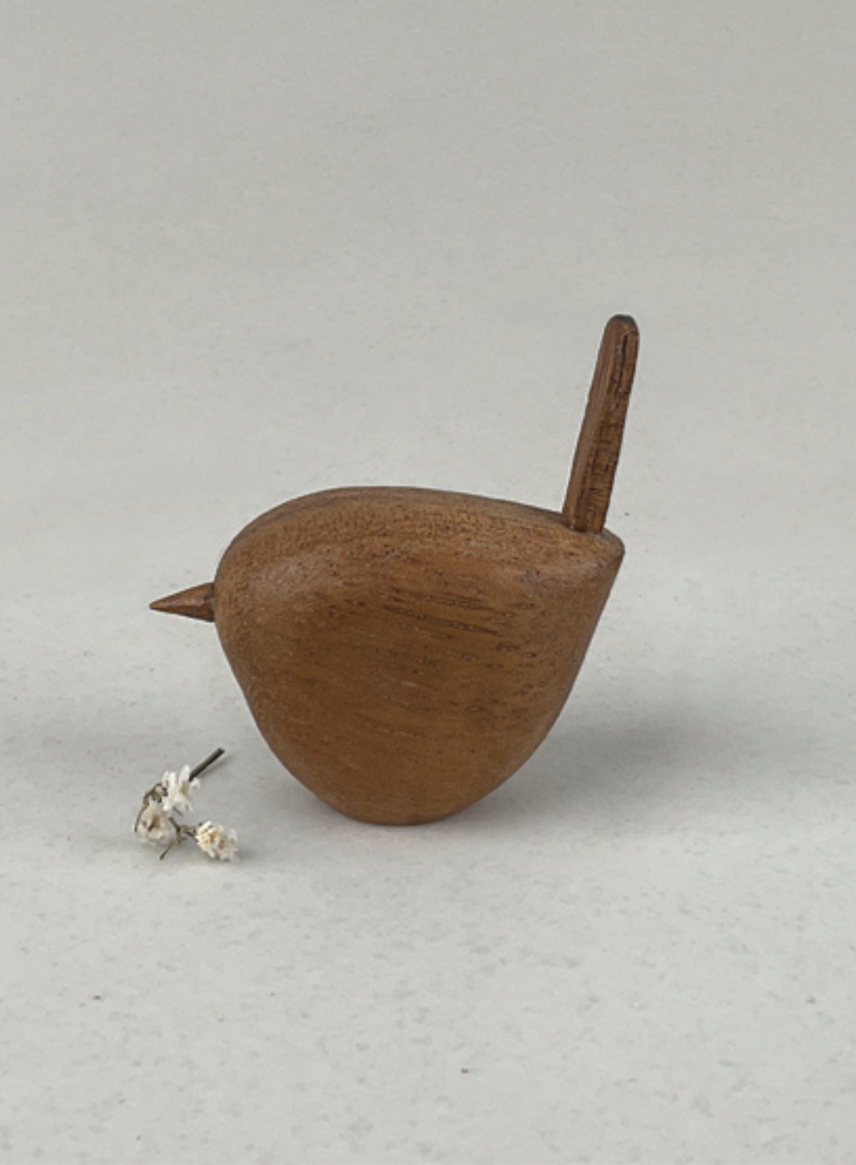 East of India Sugar Wood Wren