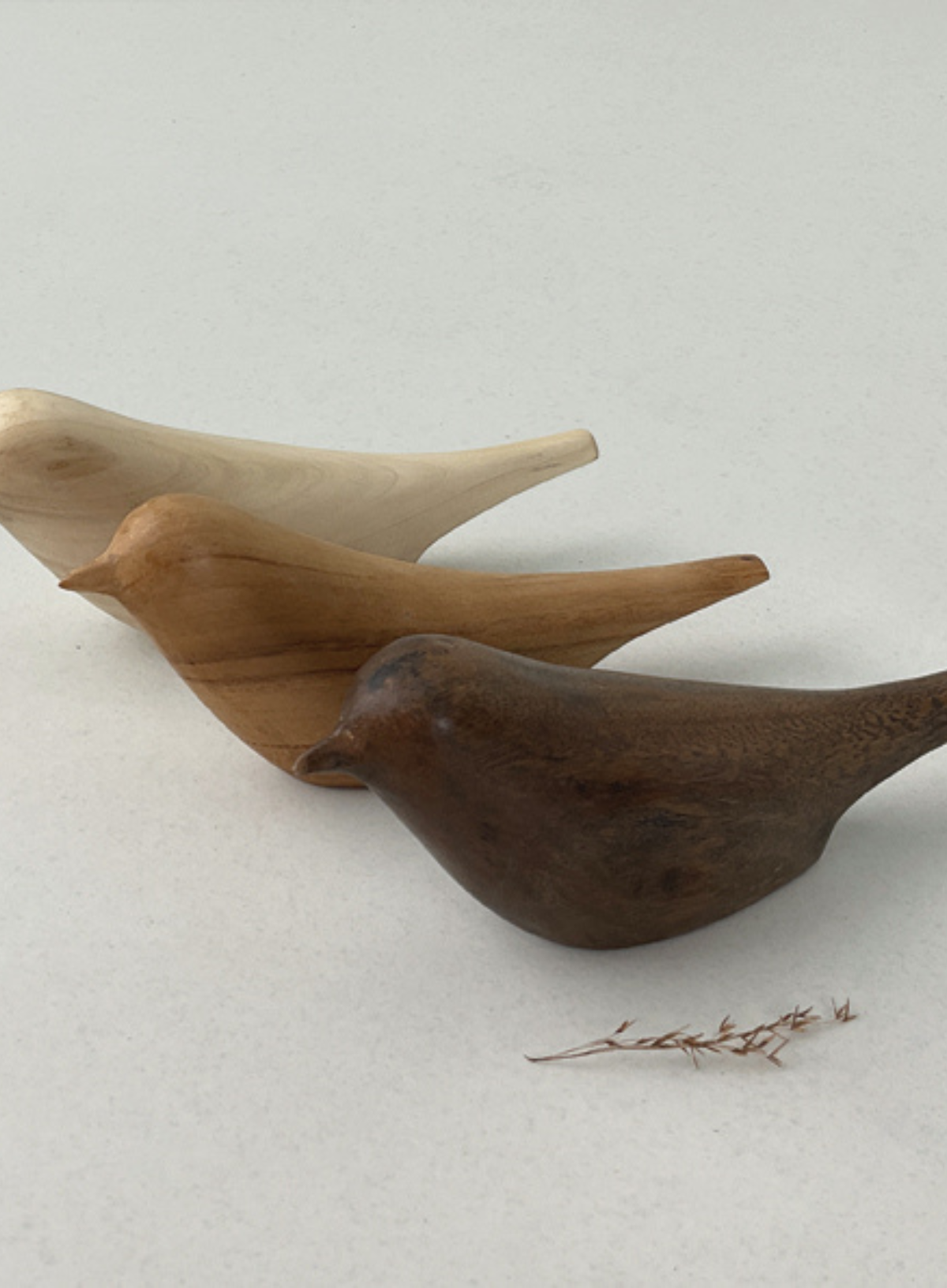 East of India White Wood Dove