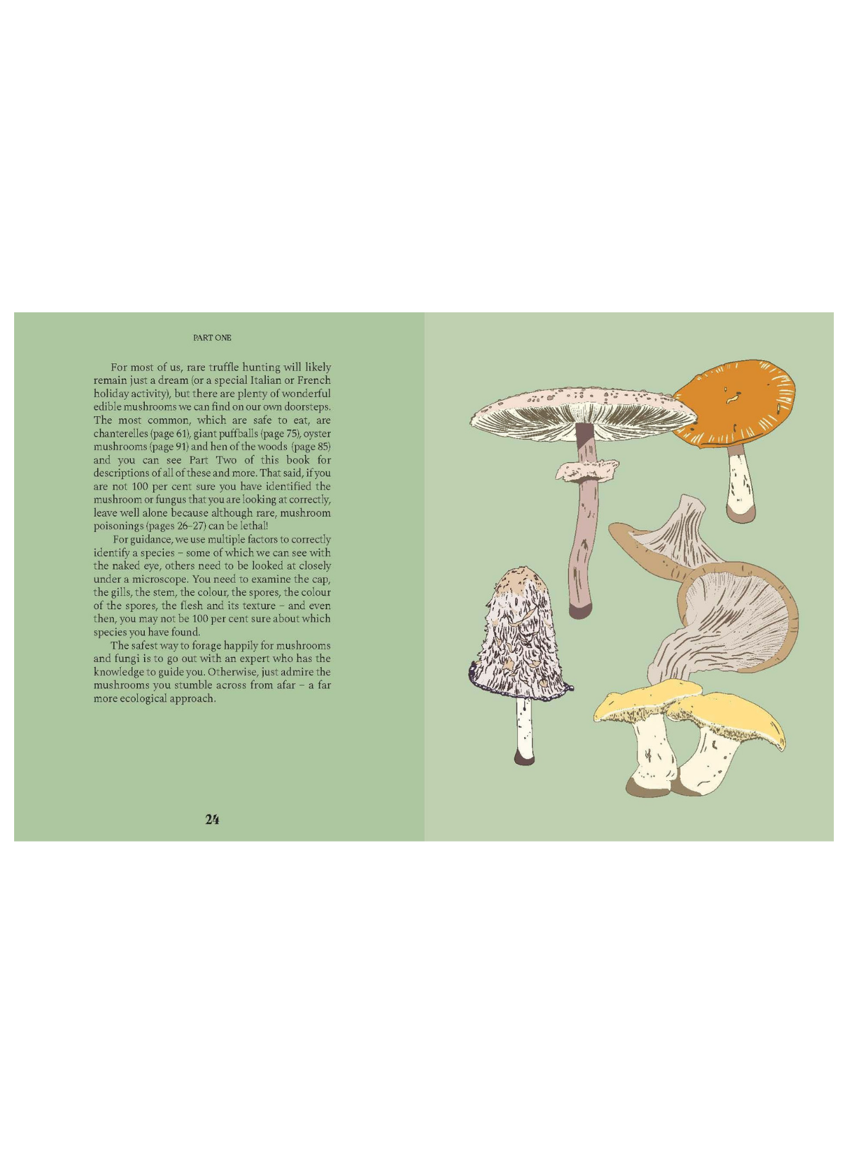 Mushrooms: A Guide for the Curious (HB)