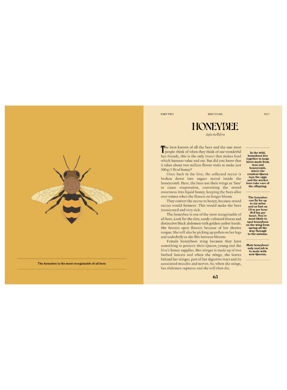 Bees: A Guide for the Curious (HB)