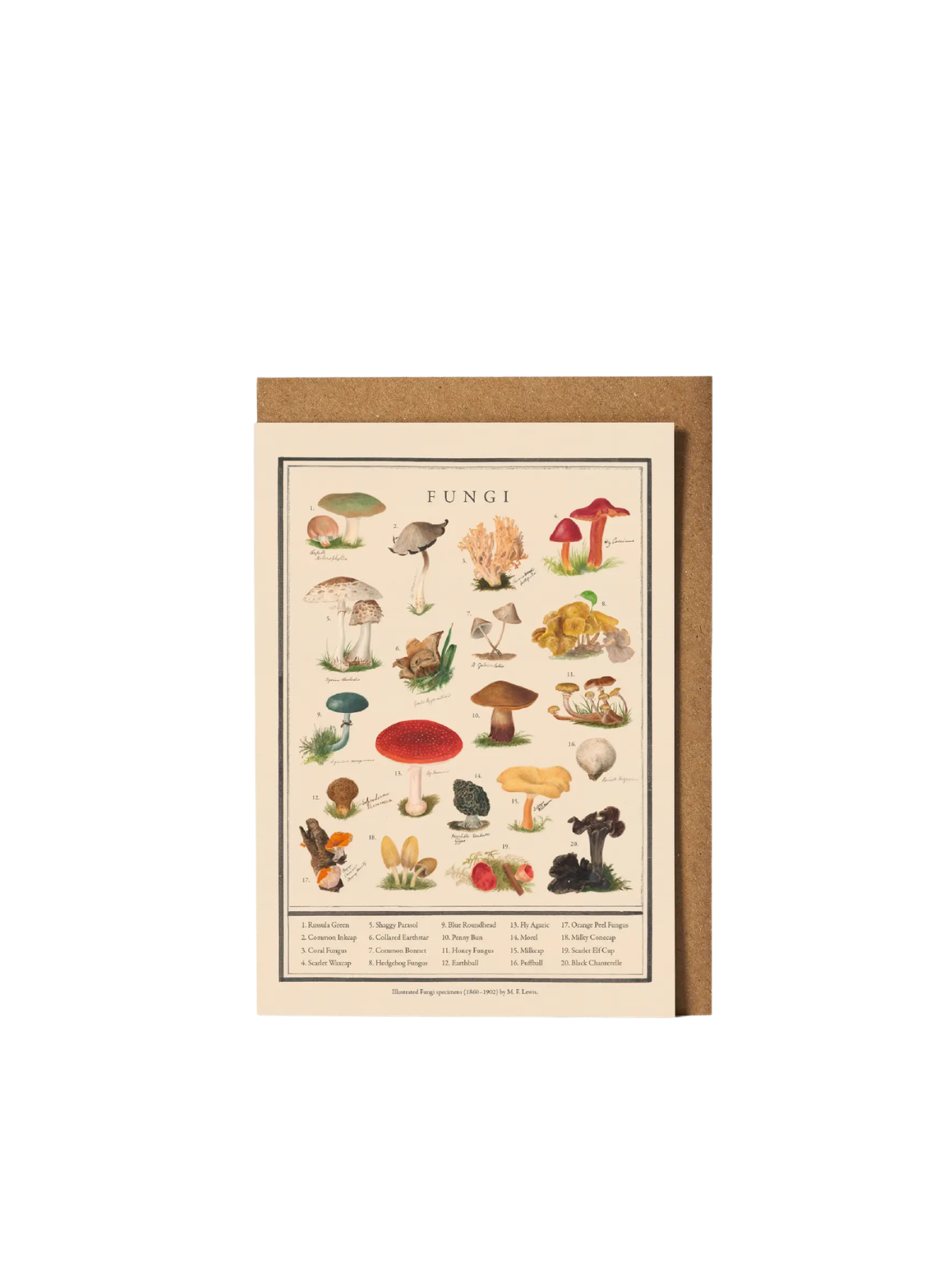 Roomytown Fungi Greetings Card