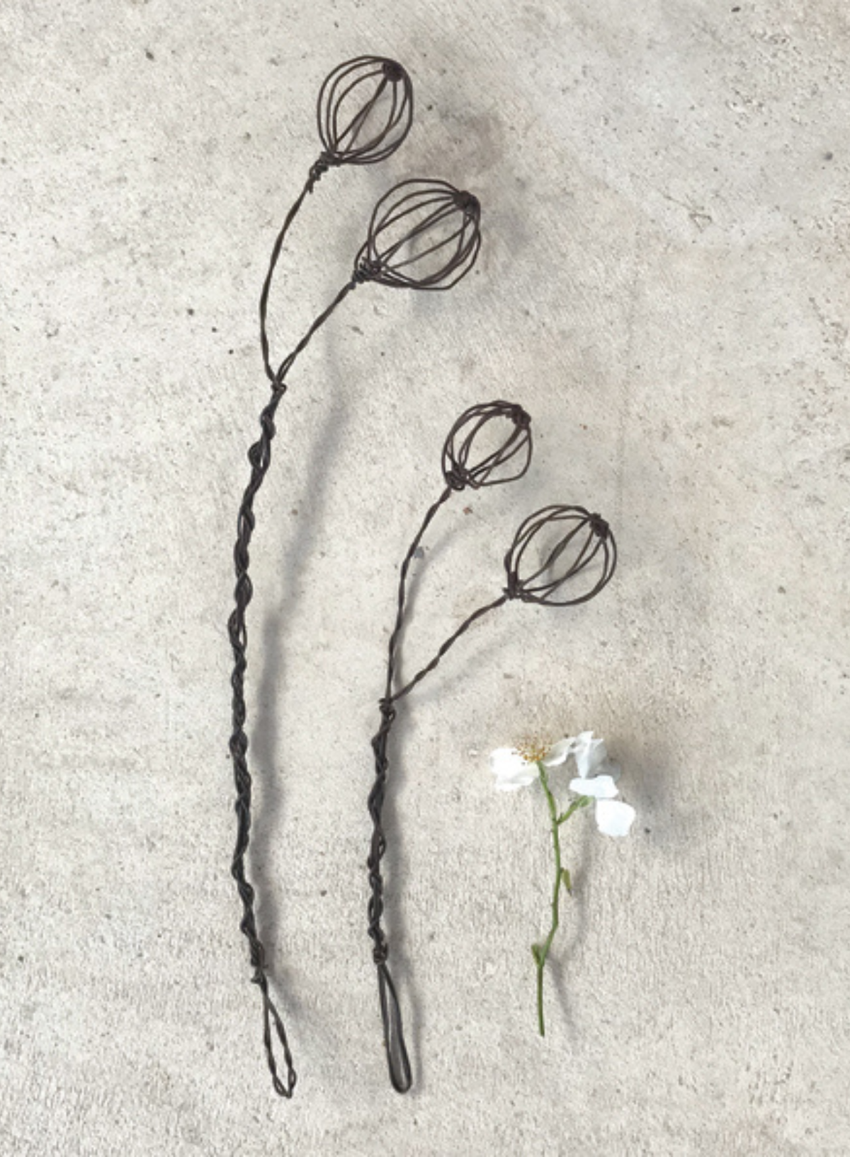 East of India Rusty wire sprig Large Berries