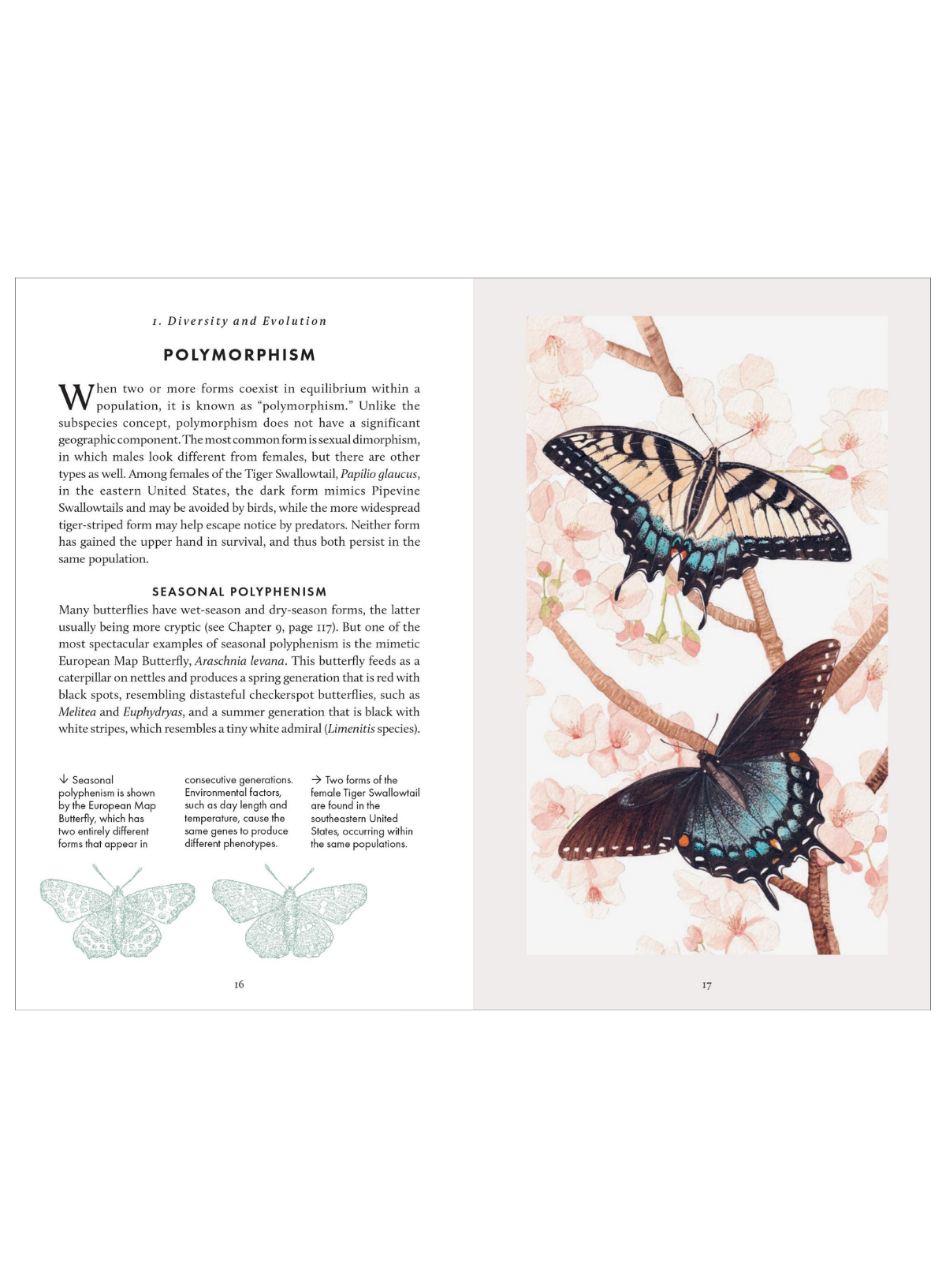 Little Book of Butterflies (HB)