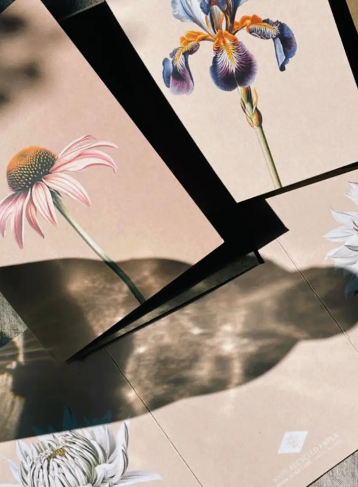 30x40 Coneflower Greeting Card