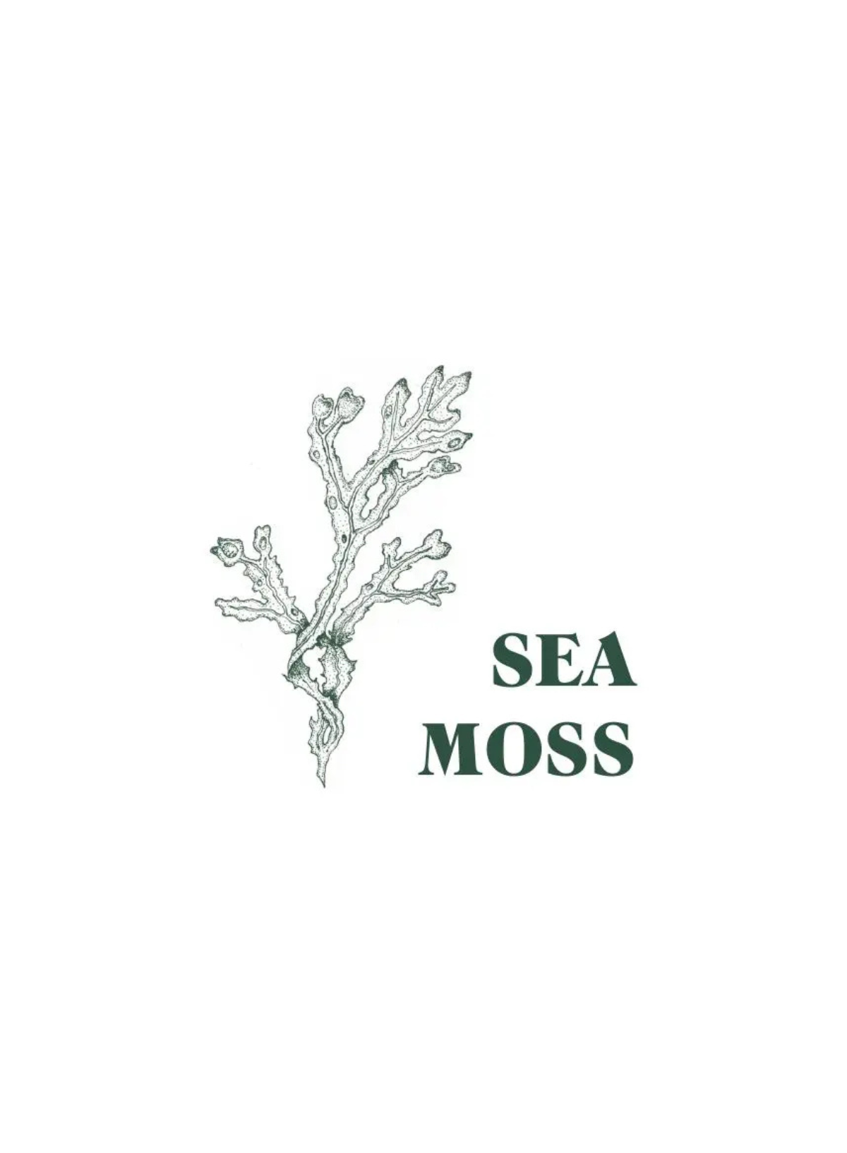 Heaven Scent Green Botanical Pack of 10 Incense Sticks in Sea Moss