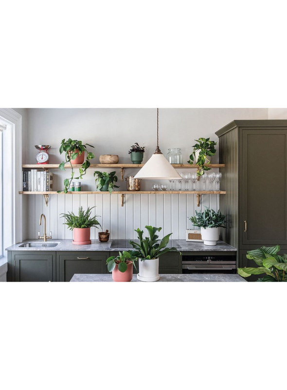 The Plant Parent Guide