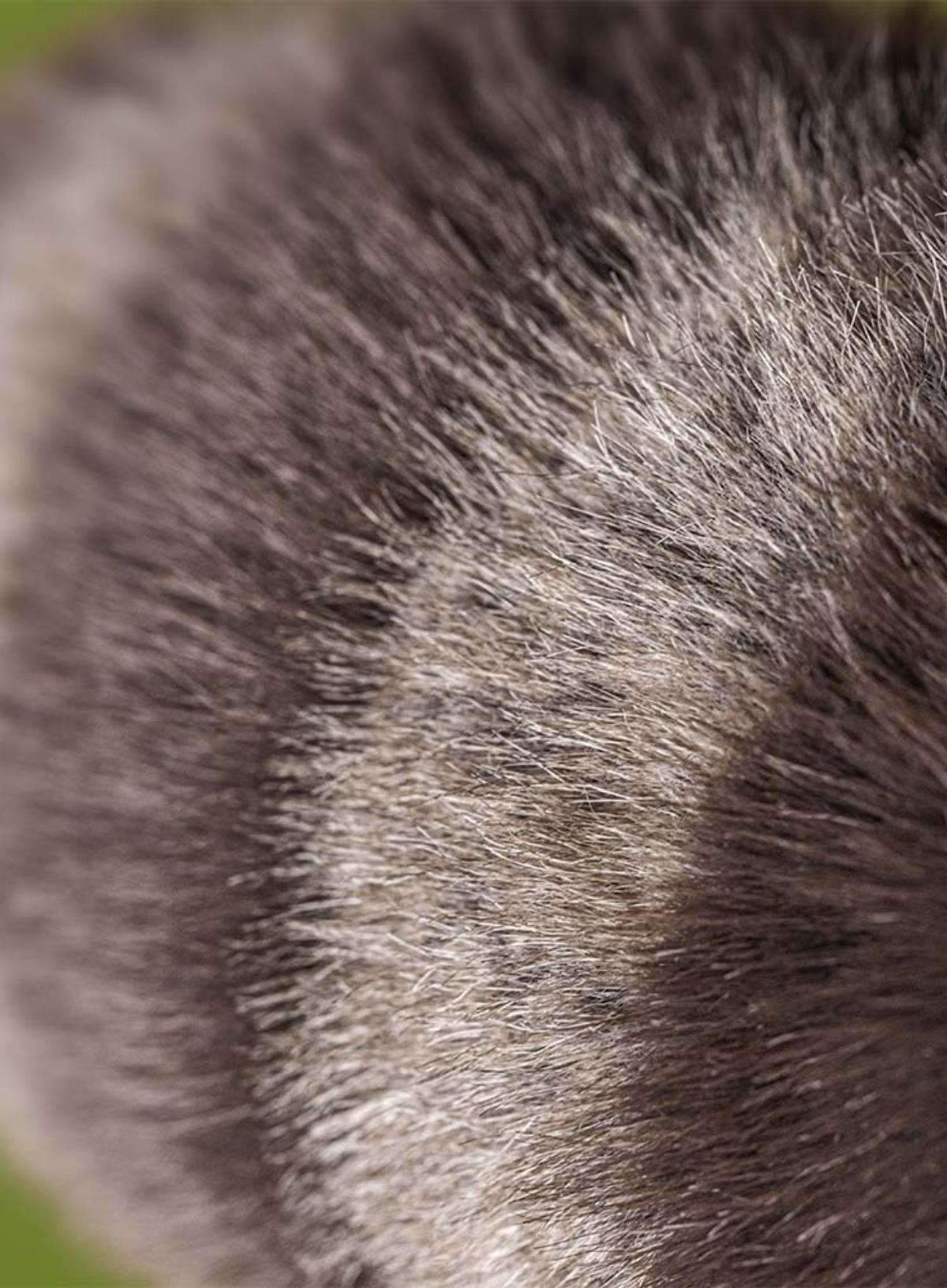 Jellycat Trixiwoo Raccoon
