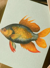 Goldfish Mini Card from 30x40