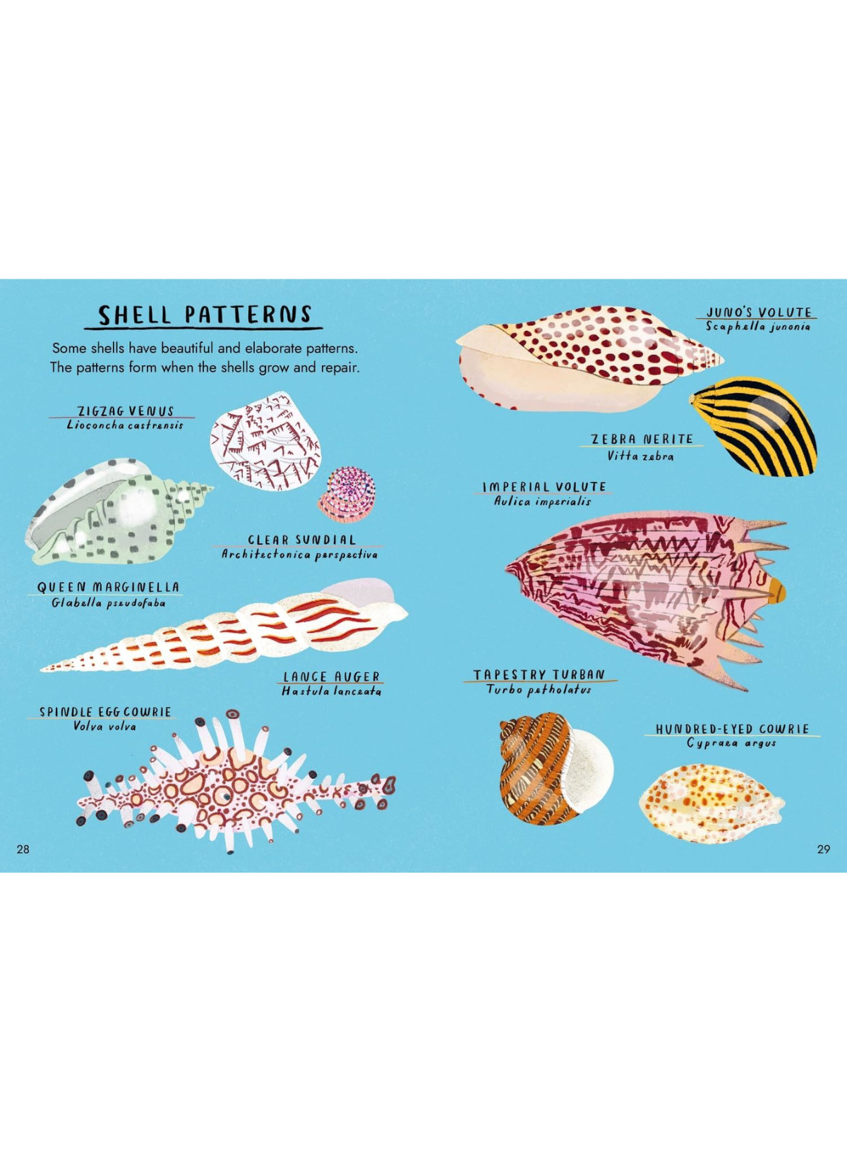 Hello Fossils and Shells: A little guide to nature