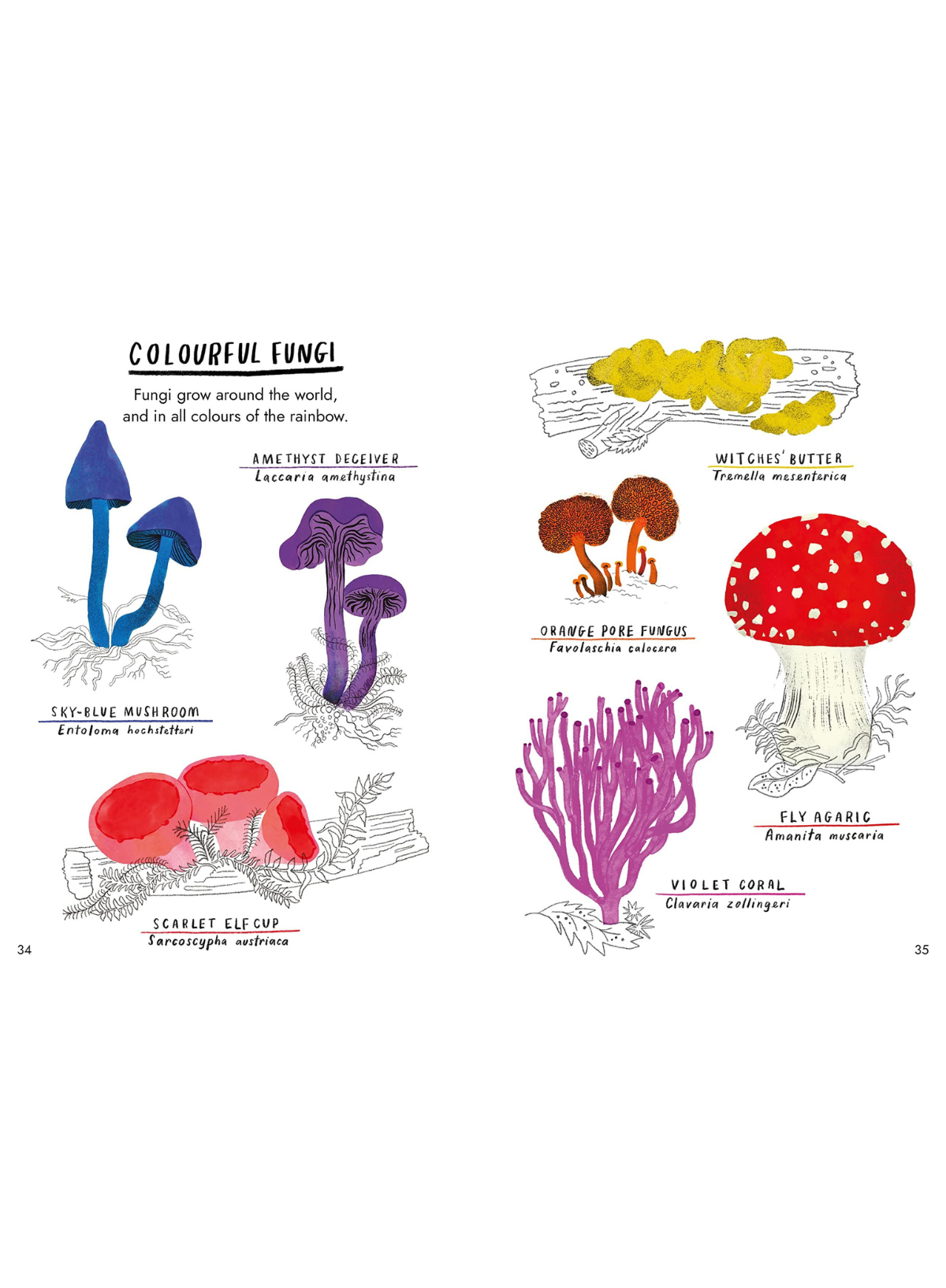 Hello Fungi: A little guide to nature