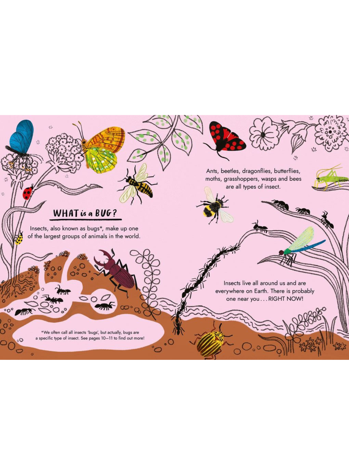 Hello Bugs: A little guide to nature