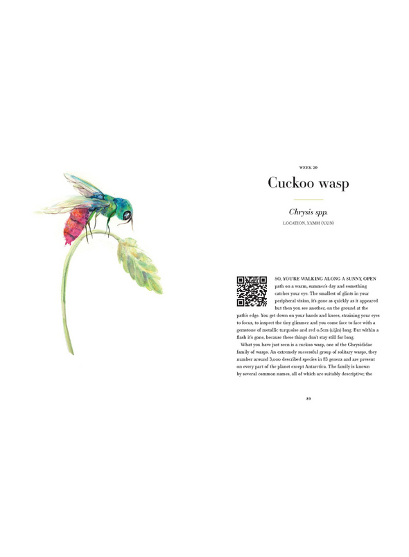 A Year of Garden Bees & Bugs