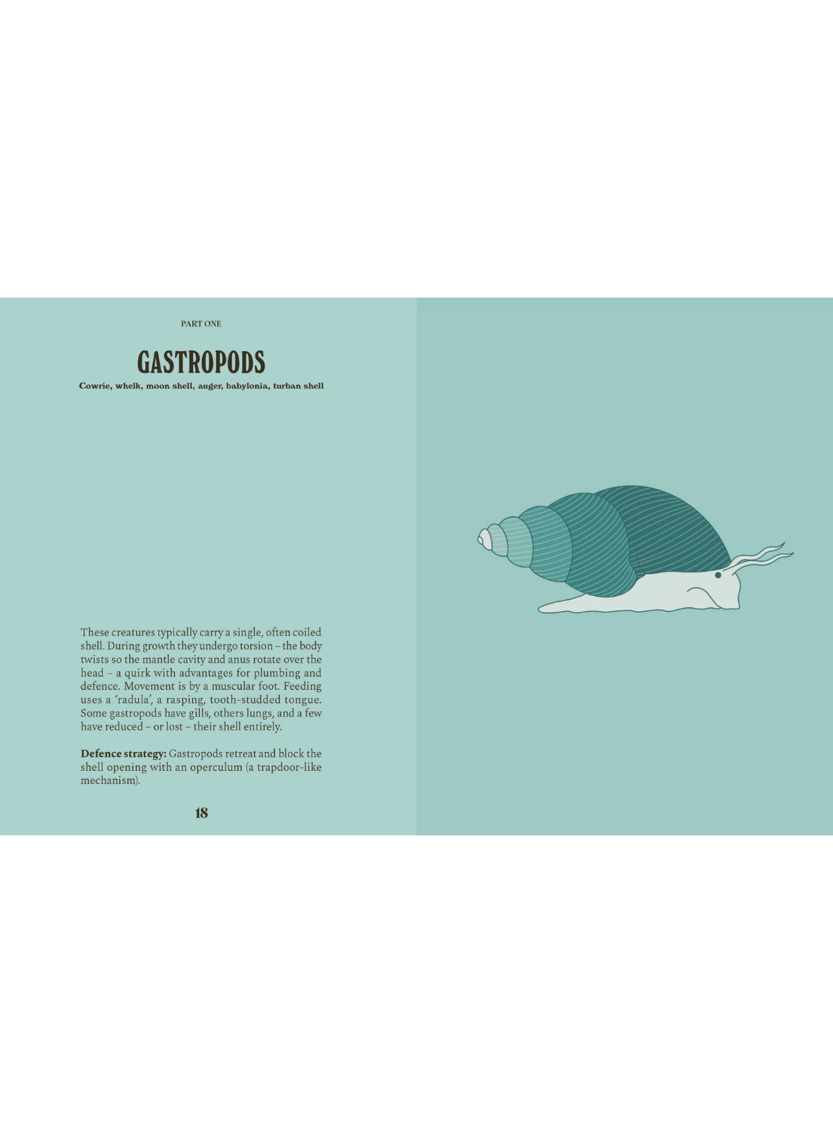 Shells: A guide for the curious