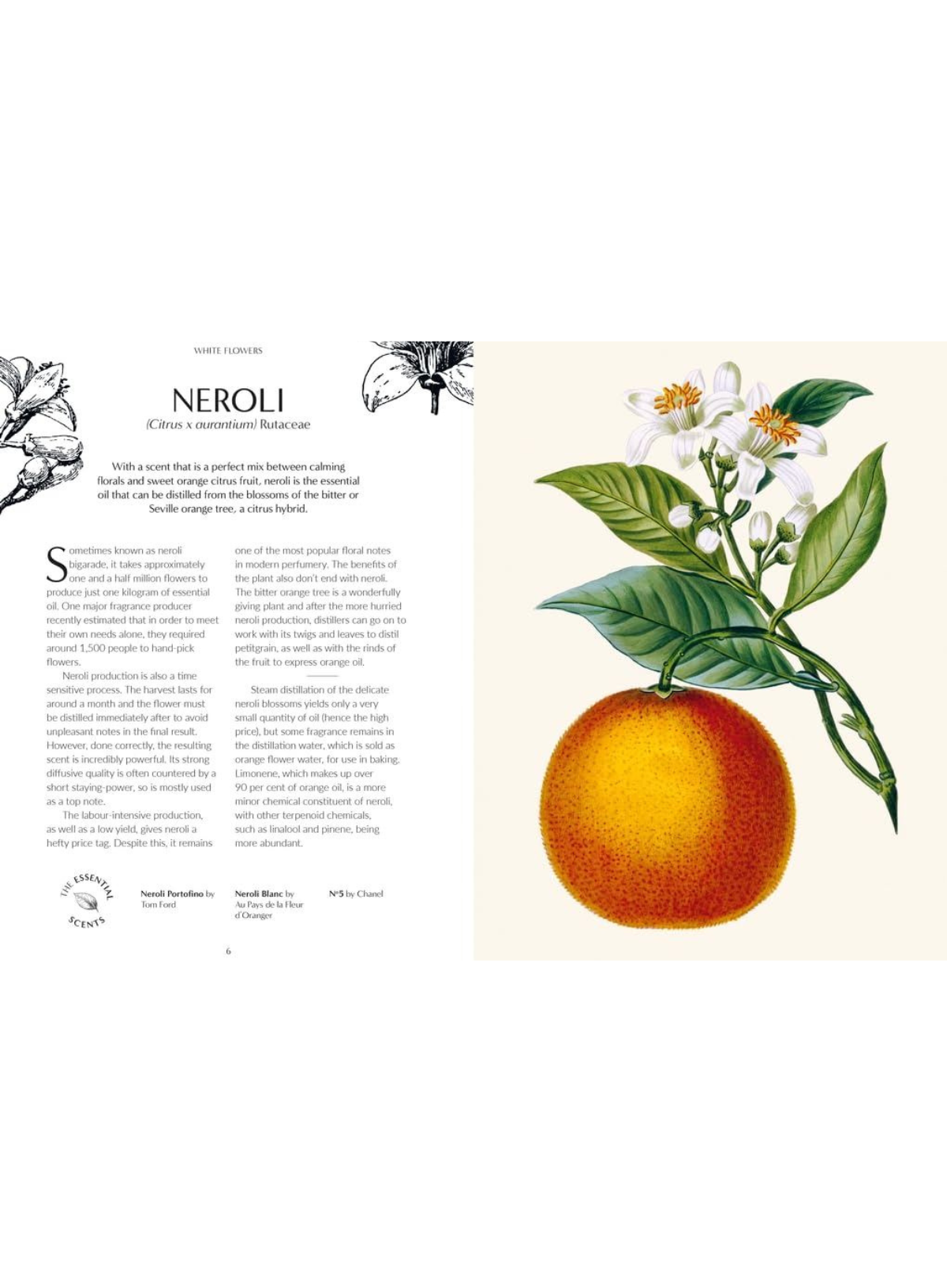 Fragrance: From Plant to Perfume (KEW) (HB)