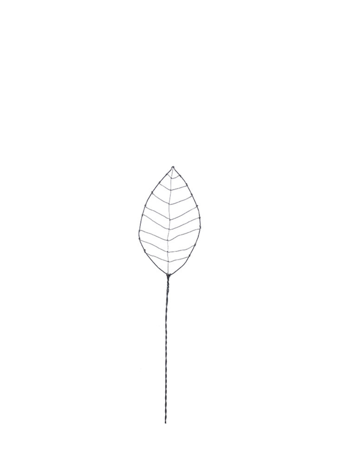 East of India Rusty wire Beech leaf