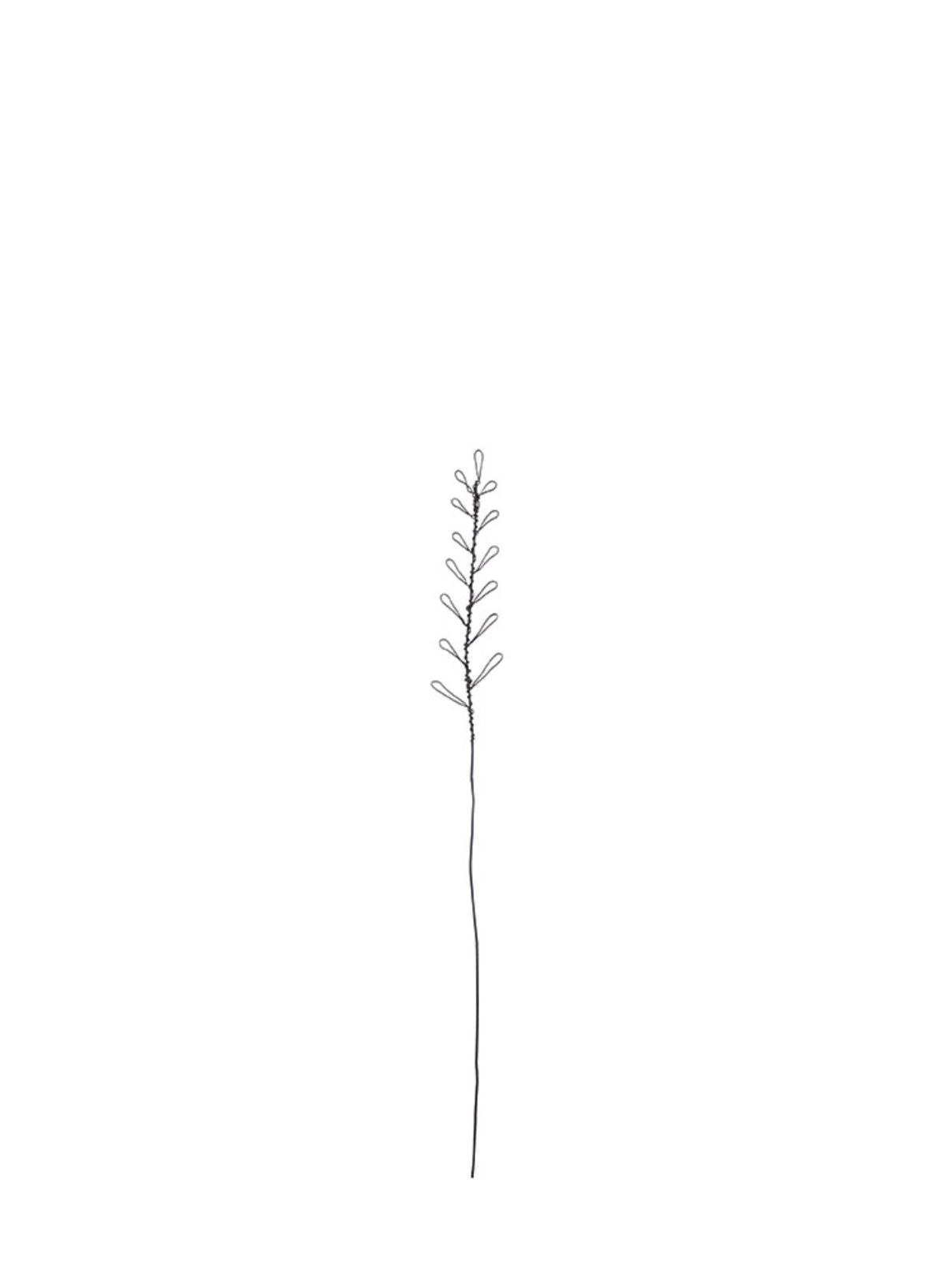 East of India Rusty wire grass Rye