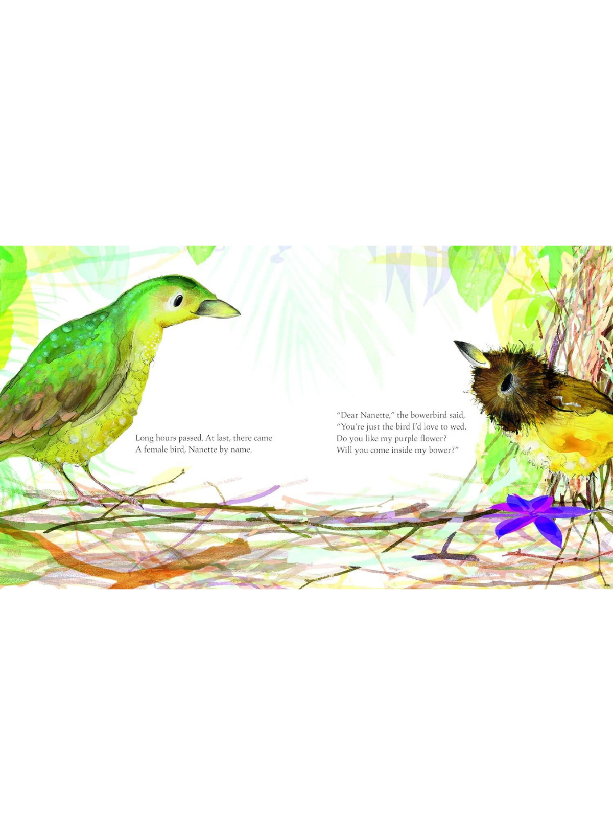 Bowerbird (PB)