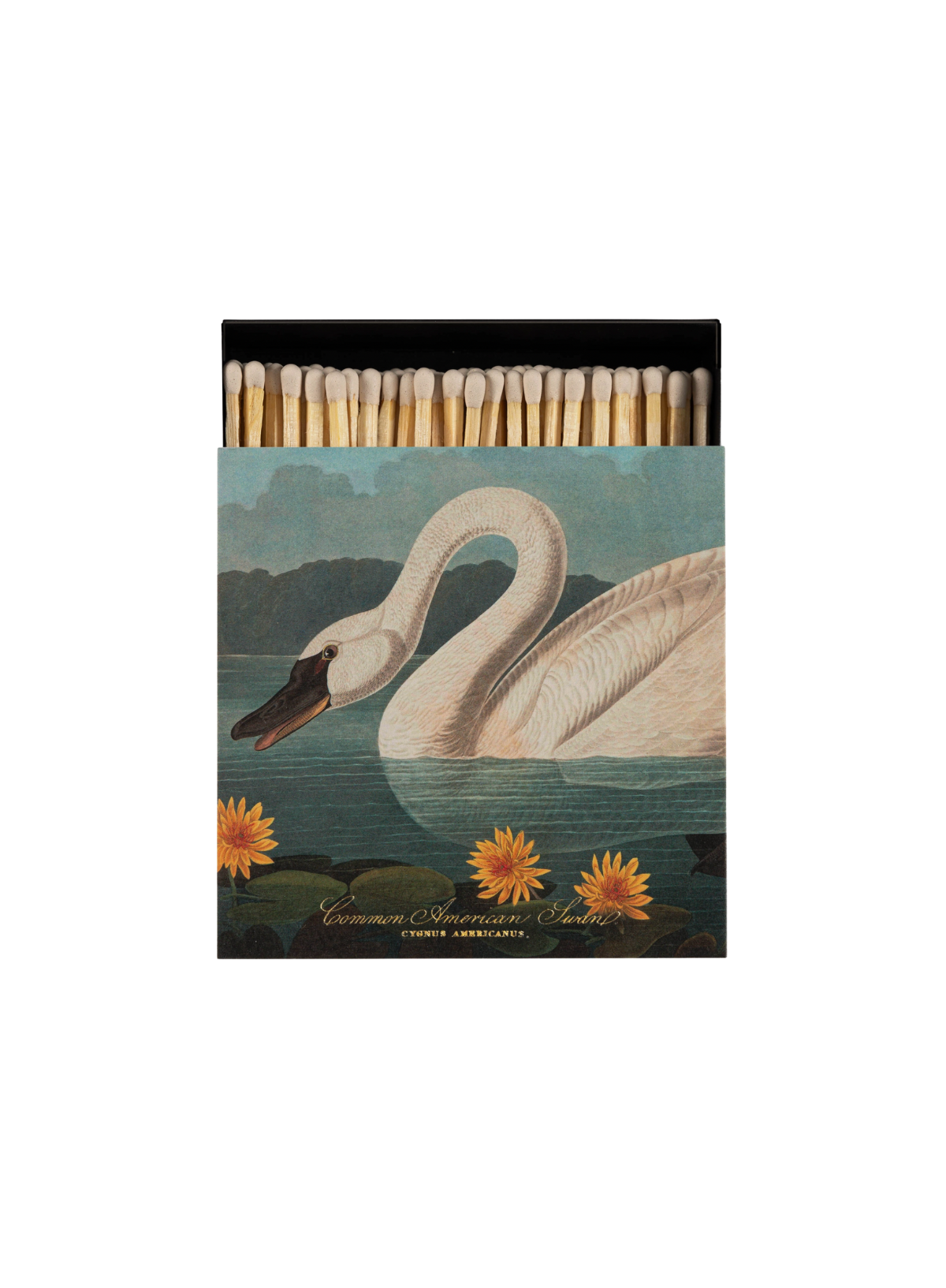 Archivist Common American Swan Matches
