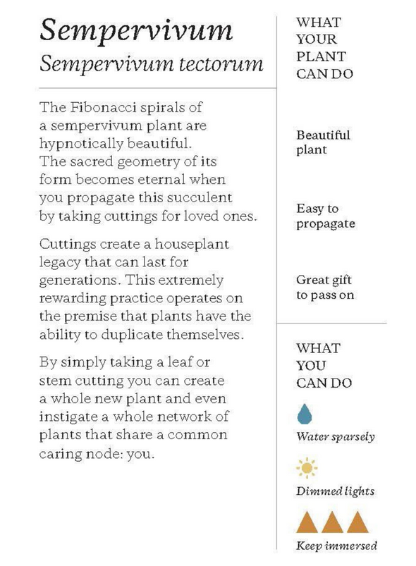 Plantfulness Cards