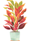 Plantfulness Cards