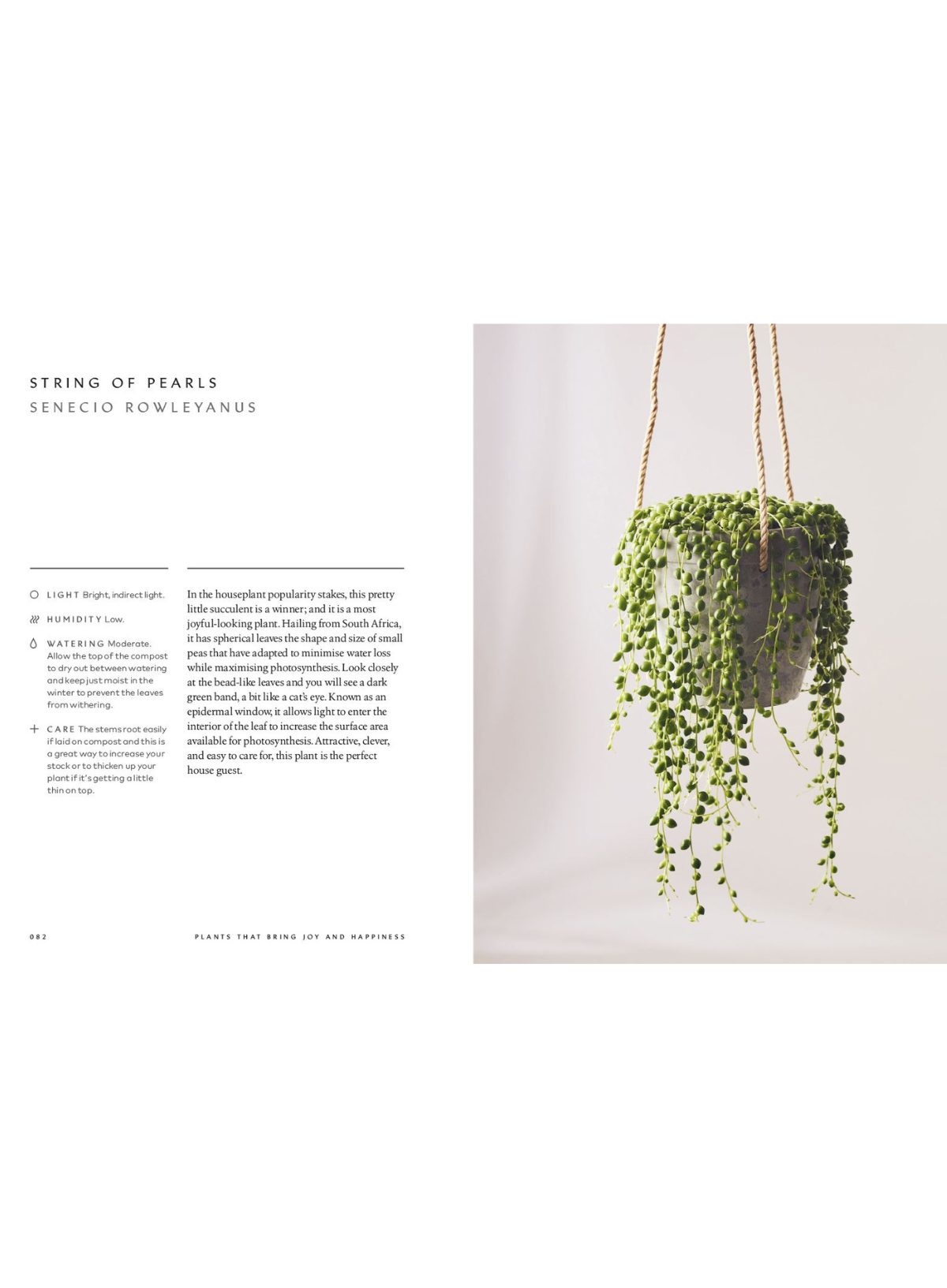 The Healing Power Of Plants