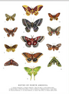 Moths of North America Art Print from The Wild Wander