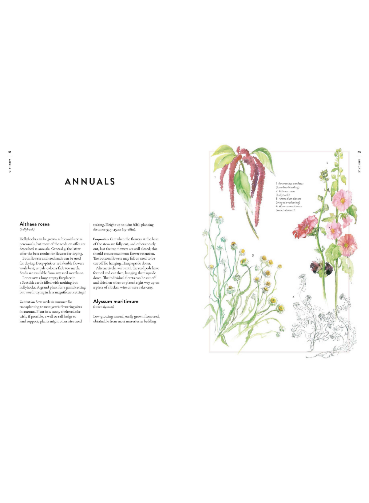 Forever Flowers: Growing and Arranging Dried Flowers