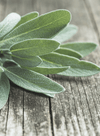 Apothecary Sea Salt & Sage Candle from Paddywax