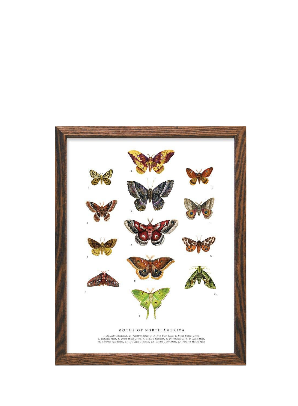 Moths of North America Art Print from The Wild Wander